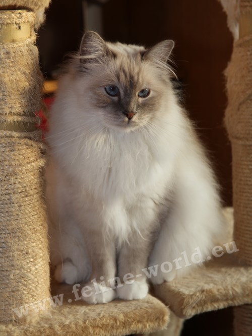 birman_11 (Race)